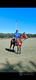 Cavallo maschio castrone e cavallo da polo