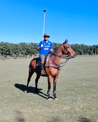 Cavallo maschio castrone e cavallo da polo