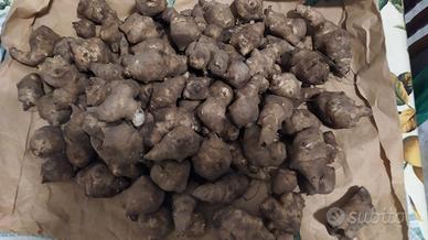 TUBERI TOPINAMBUR 