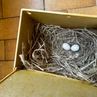 Diamanti di gould coppia