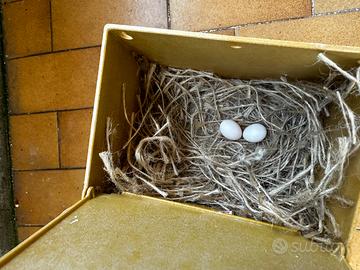 Diamanti di gould coppia