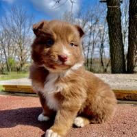 Cuccioli pastore australiano Australian shepherd