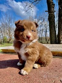 Cuccioli pastore australiano Australian shepherd