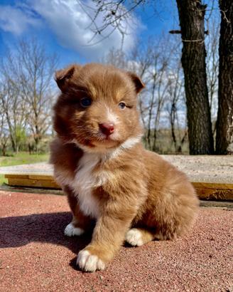 Cuccioli pastore australiano Australian shepherd