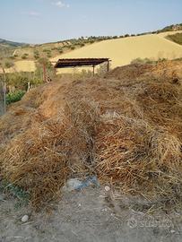 stallatico , letame di cavallo 