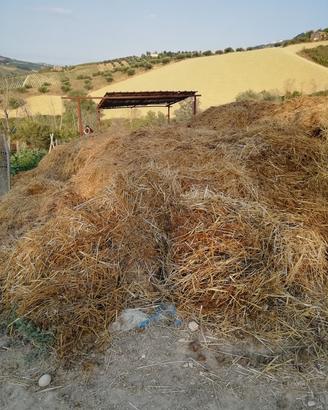stallatico , letame di cavallo 
