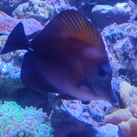 Pesce zebrasoma scopas