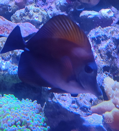 Pesce zebrasoma scopas
