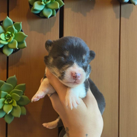 Welsh corgi Pembroke