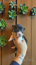 Welsh corgi Pembroke