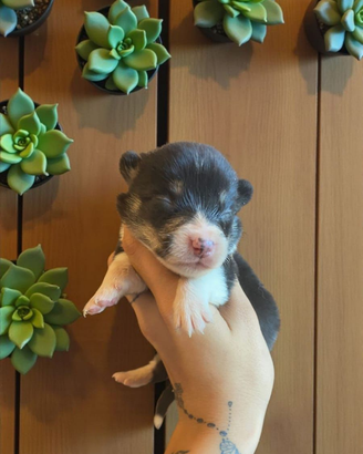 Welsh corgi Pembroke