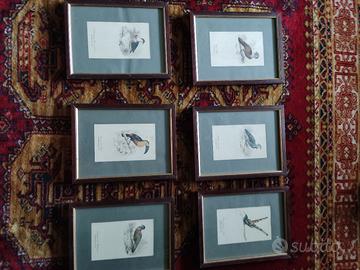 Quadretti con  stampe di uccelli cornice in legno