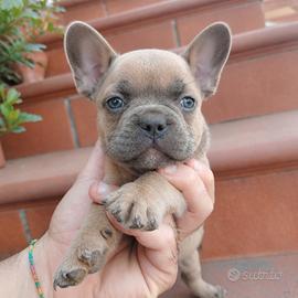 Cuccioli bulldog francese