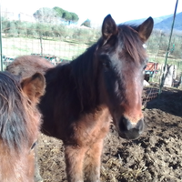 Cavalli