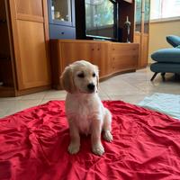 Golden Retriever femmina