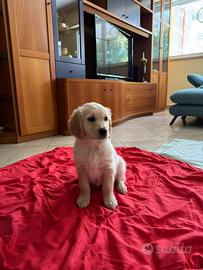 Golden Retriever femmina
