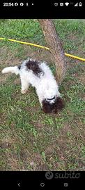 Lagotto da tartufo