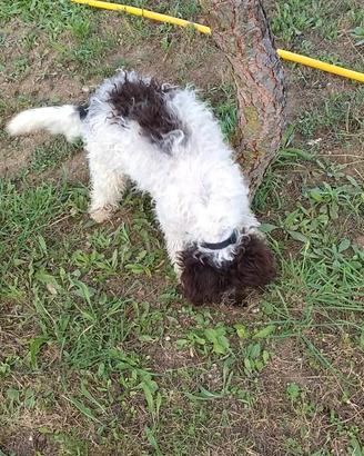 Lagotto da tartufo