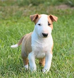 Bull terrier miniature