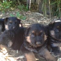 Cuccioli Pastore Tedesco