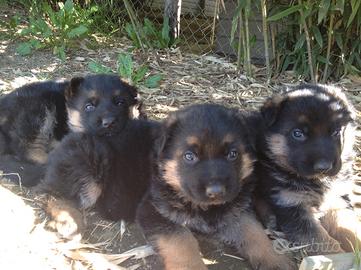Cuccioli Pastore Tedesco