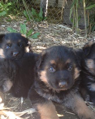 Cuccioli Pastore Tedesco