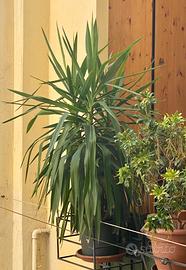 Yucca 150 cm