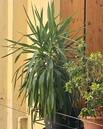 Yucca 150 cm