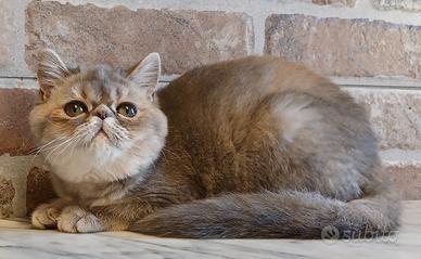Exotic Shorthair (simile) Femmina Blucrema
