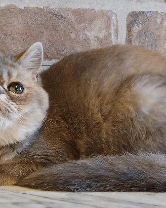 Exotic Shorthair (simile) Femmina Blucrema