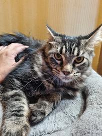 Giovane cucciolona maine coon pedigree anfi