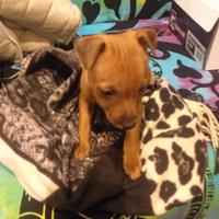 Cuccioli di pincher toy dolcissimi