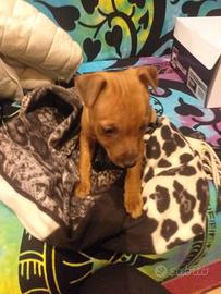 Cuccioli di pincher toy dolcissimi