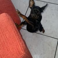 Pinscher nano