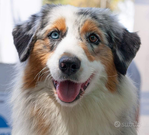 Australian Shepherd / Pastore Australiano