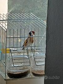 Cardellino perfetto