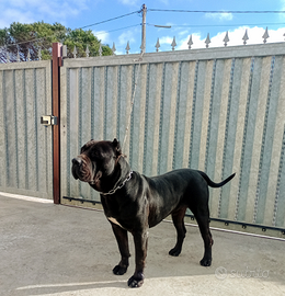 Dogo canario / presa canario