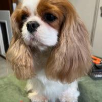 Cuccioli cavalier king
