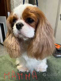 Cuccioli cavalier king