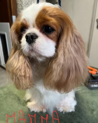 Cuccioli cavalier king