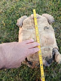 Tartaruga sulcata