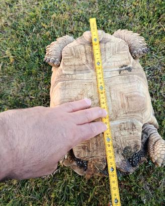 Tartaruga sulcata