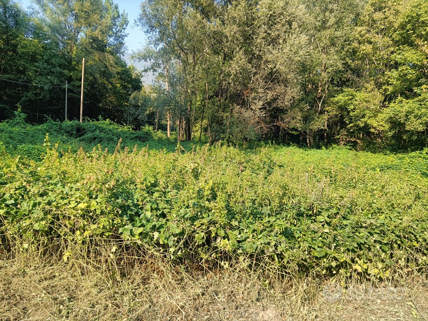 Terreno agricolo - Sant'Antonino di Susa - Vista 4