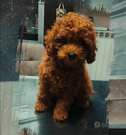 Cucciola Barboncino Toy