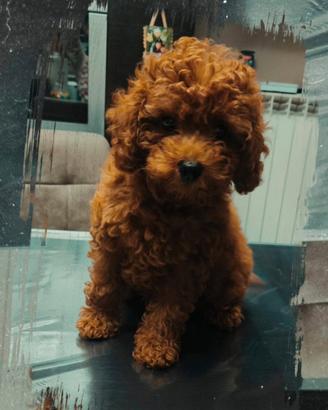 Cucciola Barboncino Toy