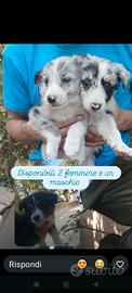 cucciole di border collie 