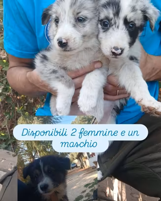 cucciole di border collie 