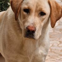 Regalasi cucciola labrador