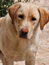 Regalasi cucciola labrador