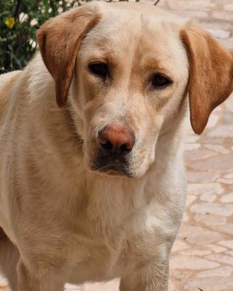 Regalasi cucciola labrador